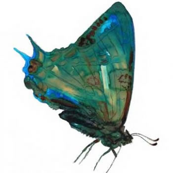 Metamorfosi: mostra personale di Carlo Carfagni